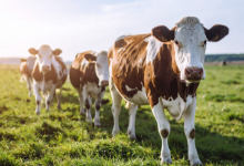 Já ouviu falar em Integração Lavoura-Pecuária? Veja como João Eustáquio De Almeida Junior explica os benefícios dessa estratégia para aumentar a eficiência no campo.