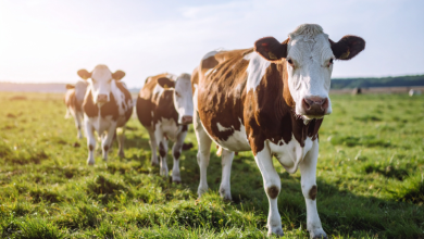 Já ouviu falar em Integração Lavoura-Pecuária? Veja como João Eustáquio De Almeida Junior explica os benefícios dessa estratégia para aumentar a eficiência no campo.